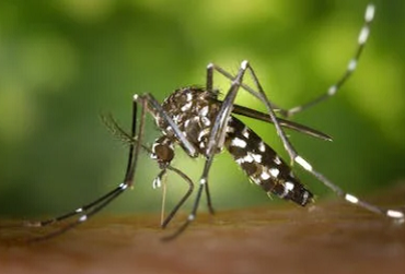 Detalles sobre la enfermedad por infección de Zika
